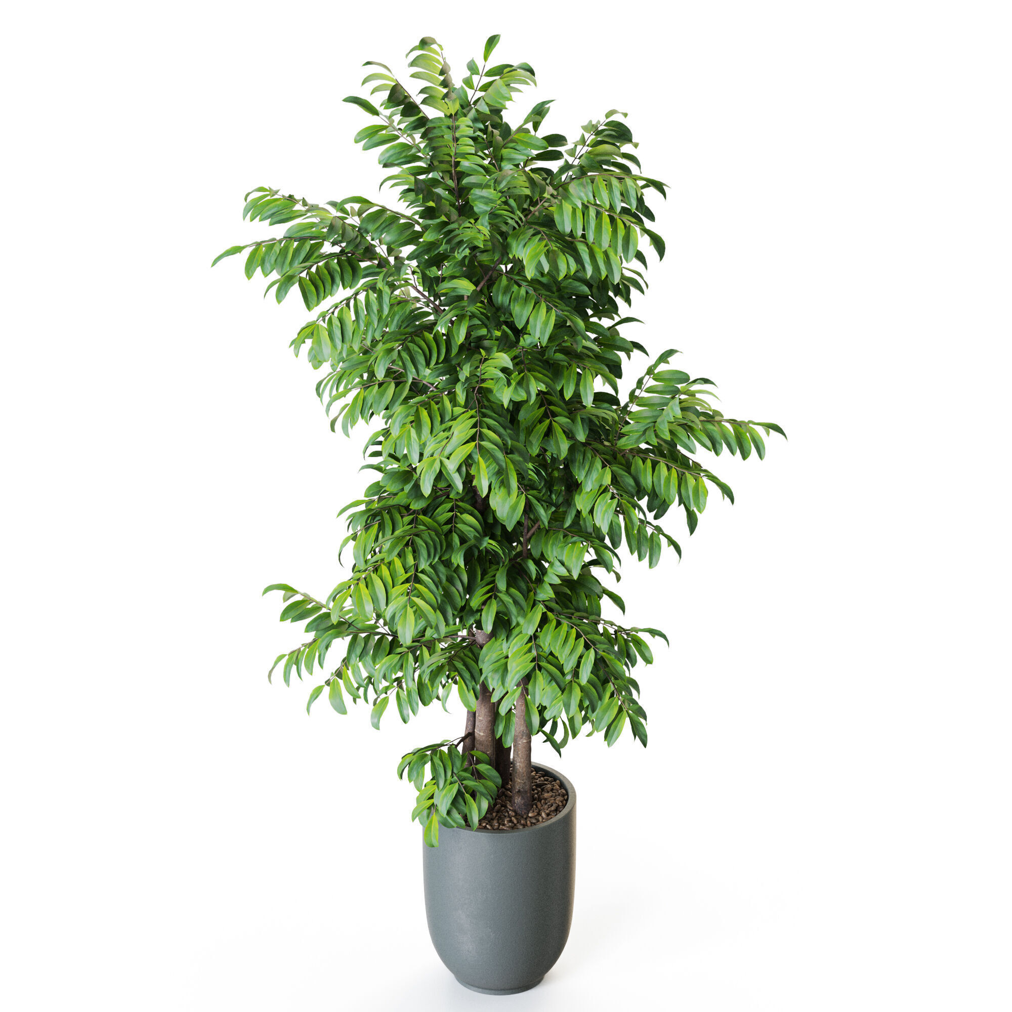 Plant 1206 3D model_3