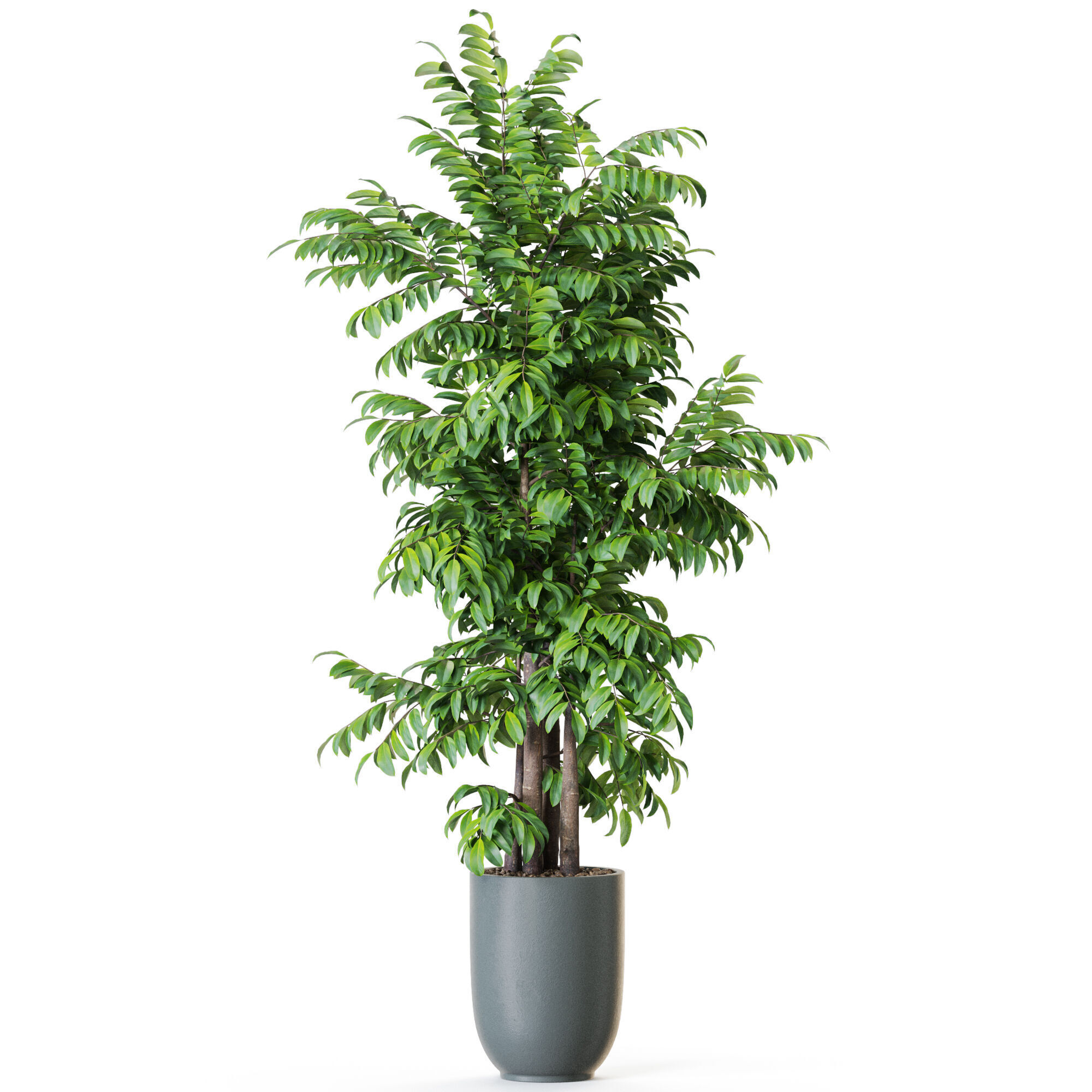 Plant 1206 3D model_1