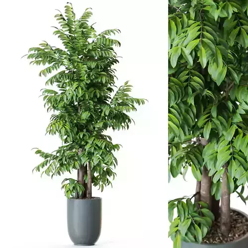 Plant 1206 3D model