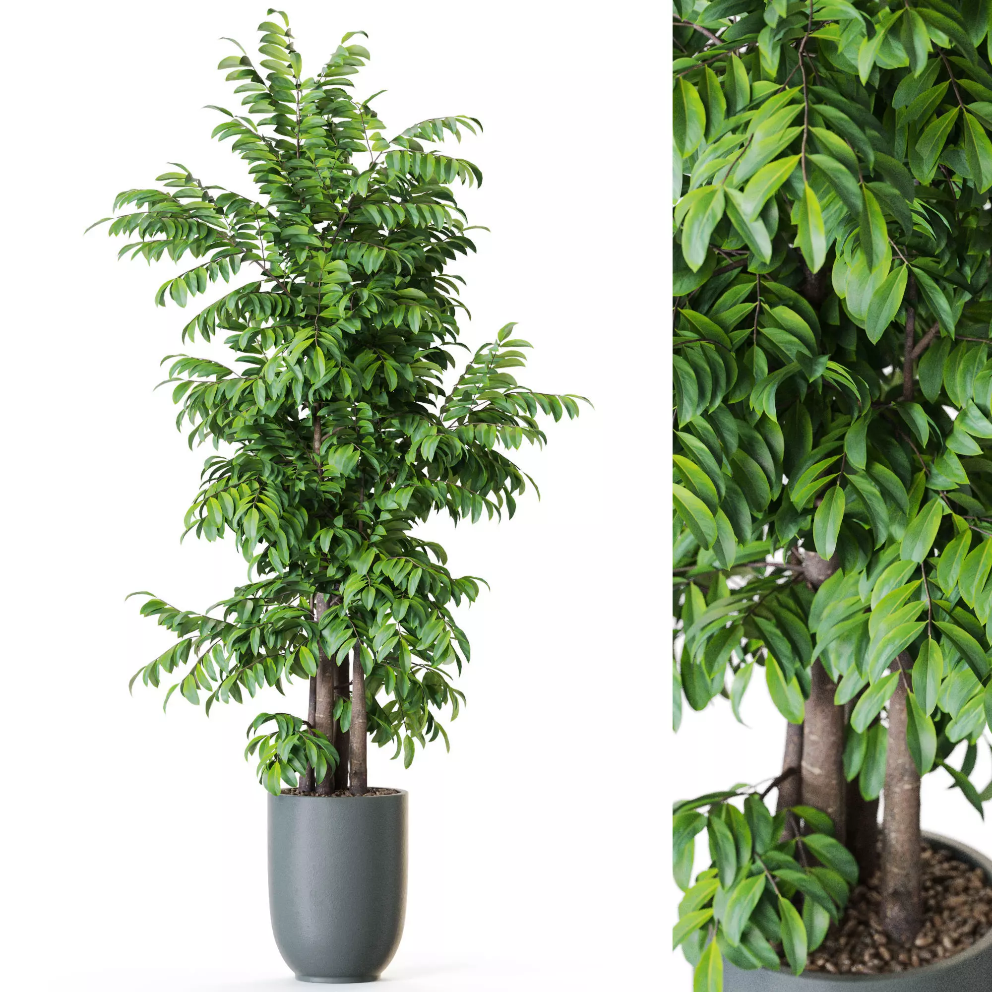 Plant 1206 3D model_0