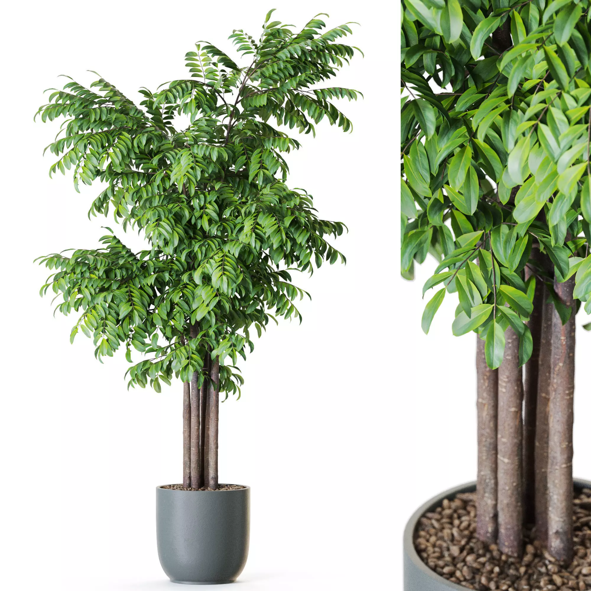 Plant 1207 3D model_0