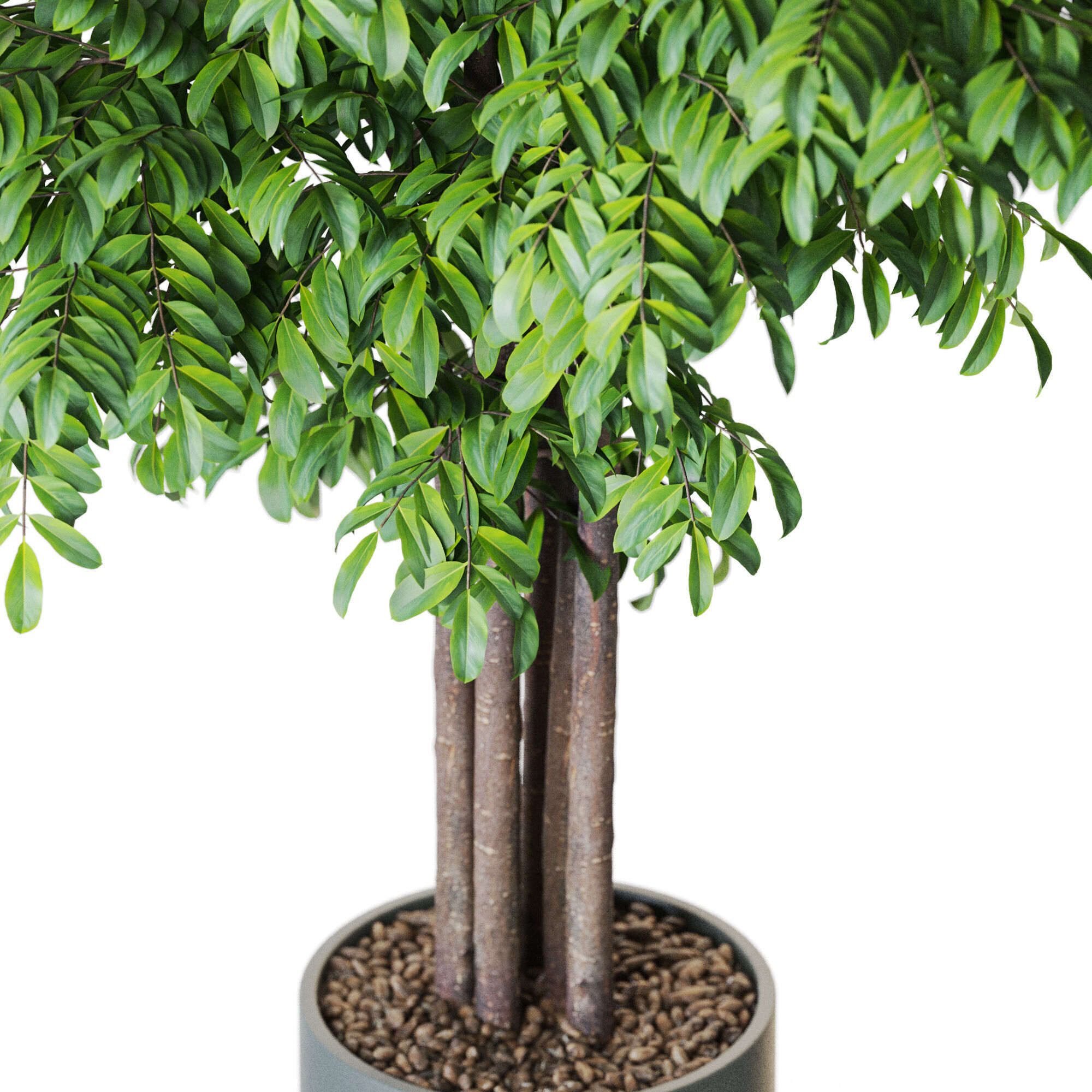 Plant 1207 3D model_2