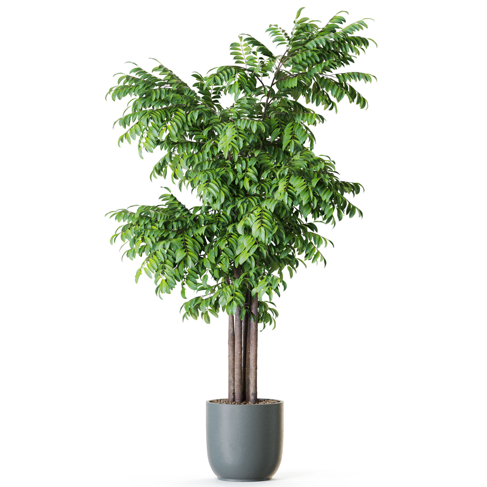 Plant 1207 3D model_1