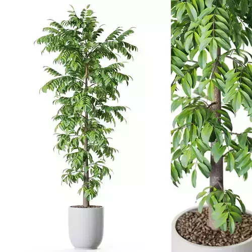 Plant 1208 3D model