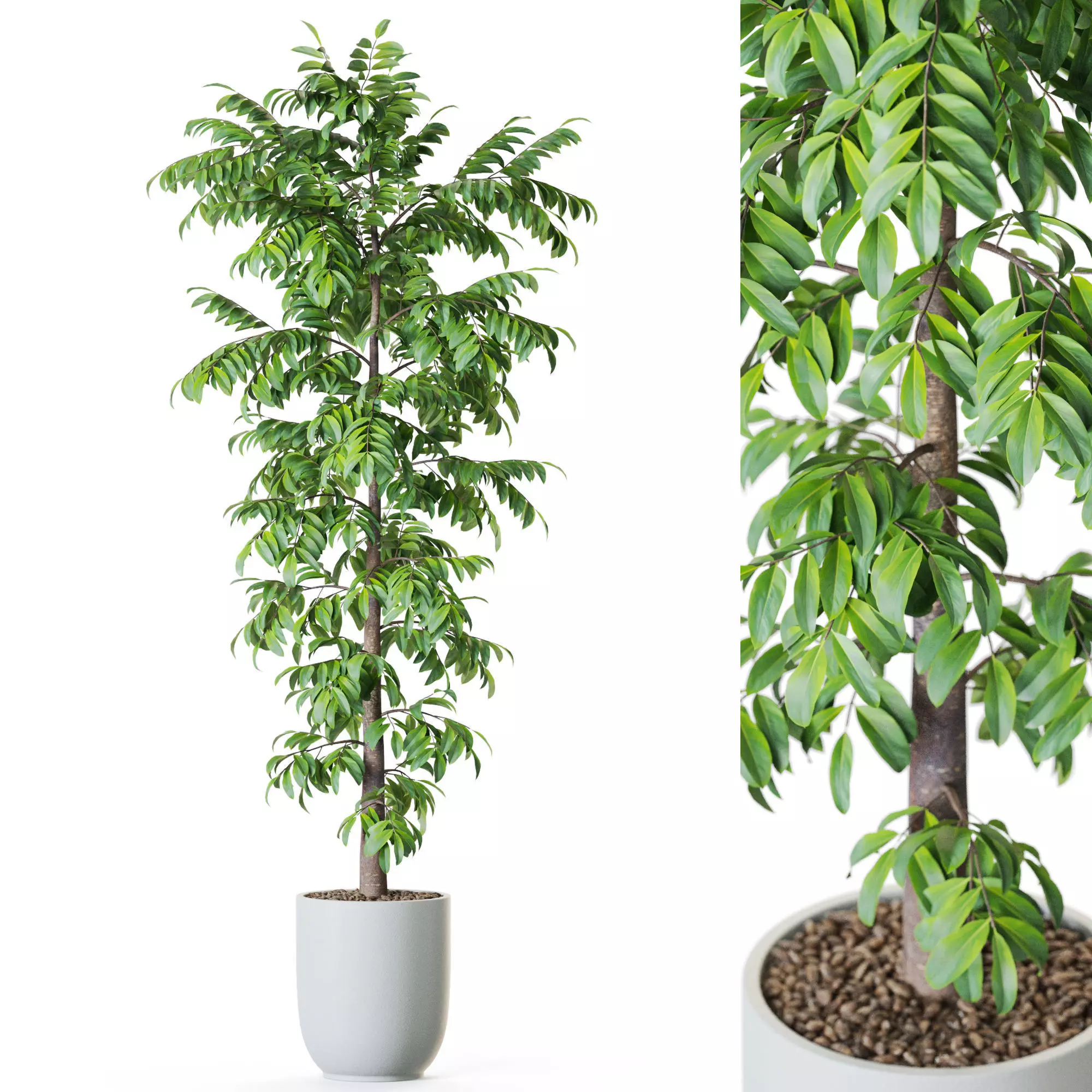 Plant 1208 3D model_0