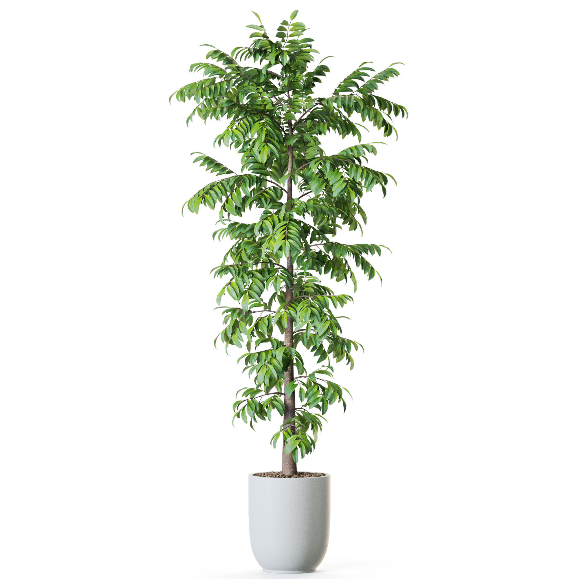 Plant 1208 3D model_1