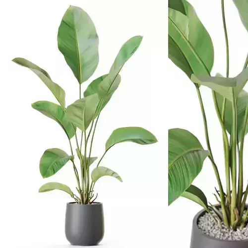 Plant 1209 3D model