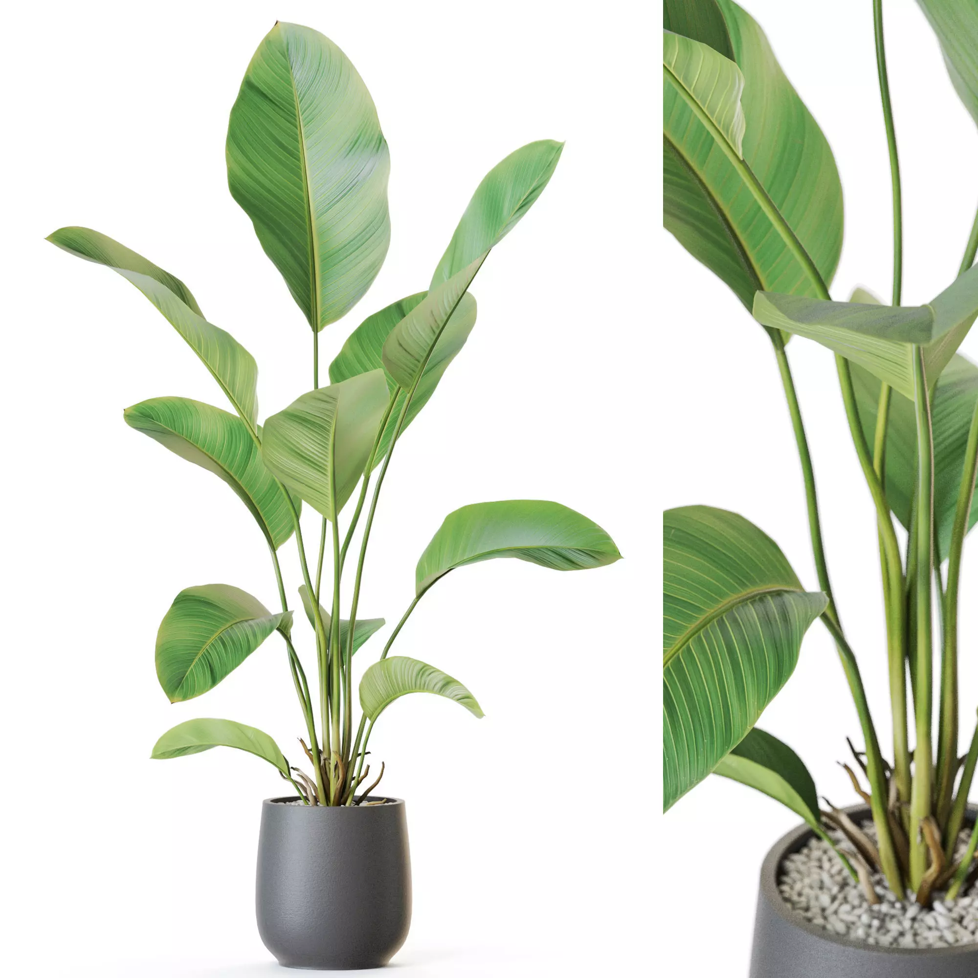 Plant 1209 3D model_0