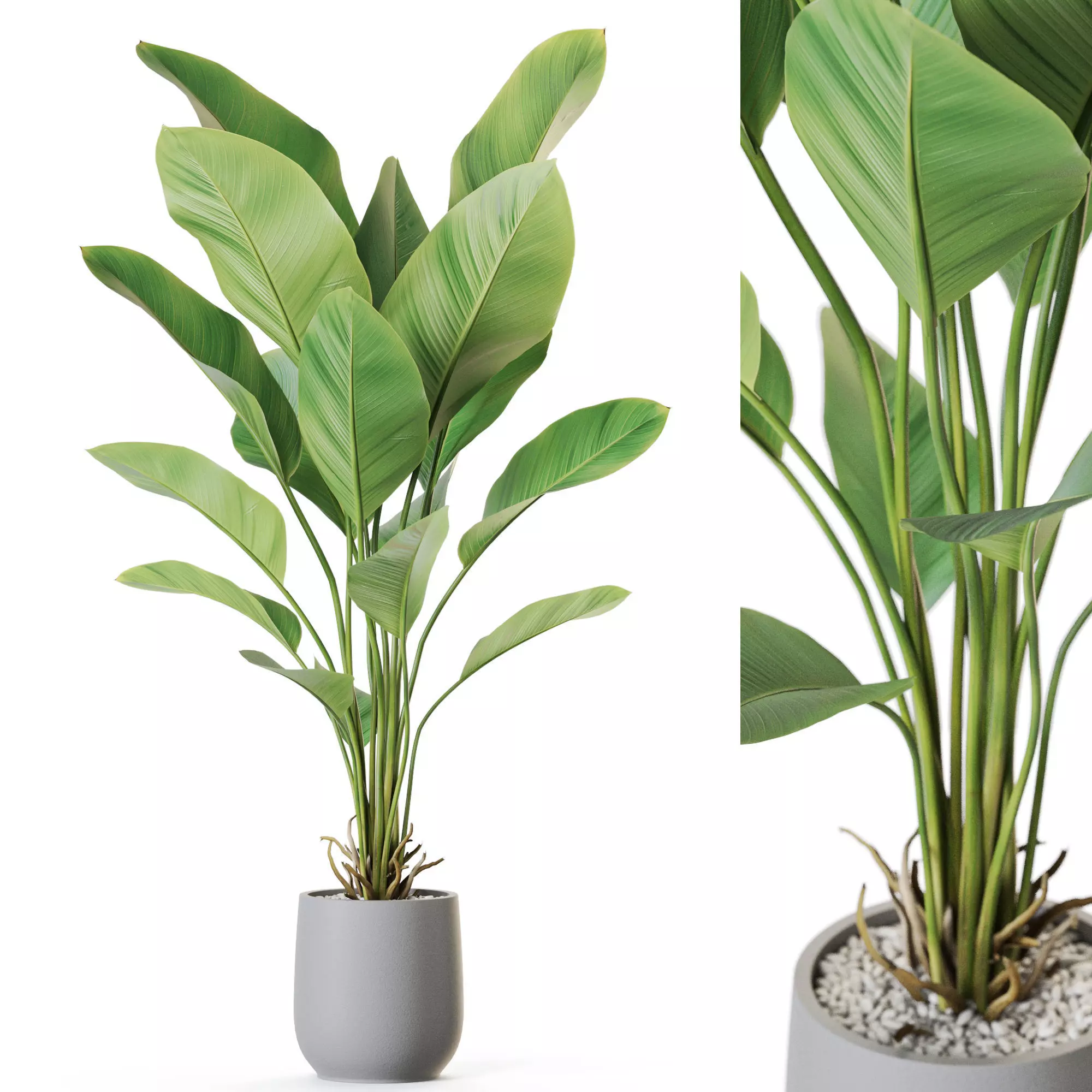 Plant 1210 3D model_0