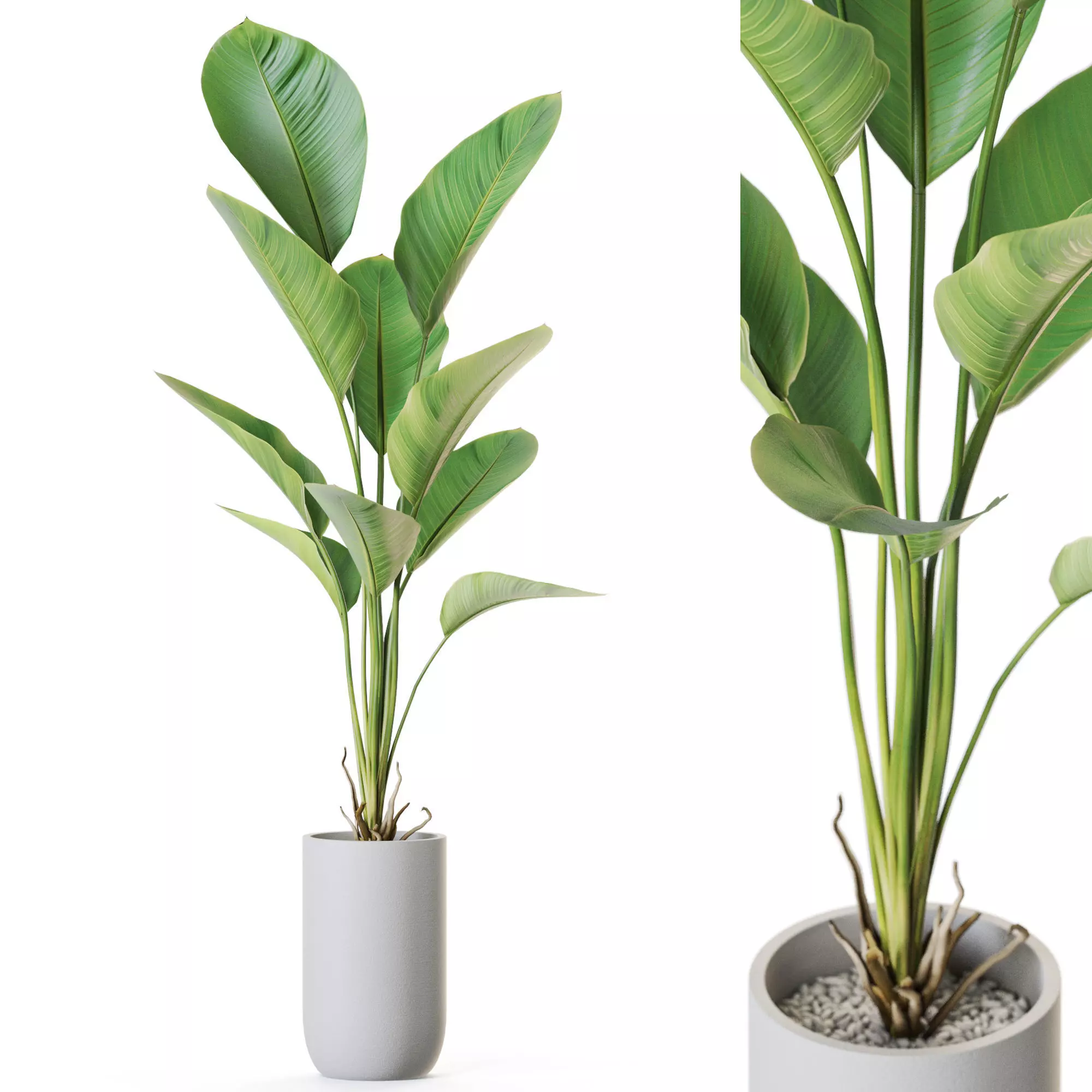 Plant 1212 3D model_0