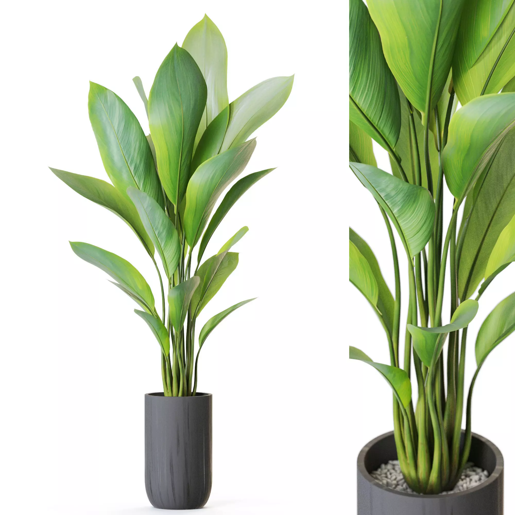 Plant 1213 3D model_0