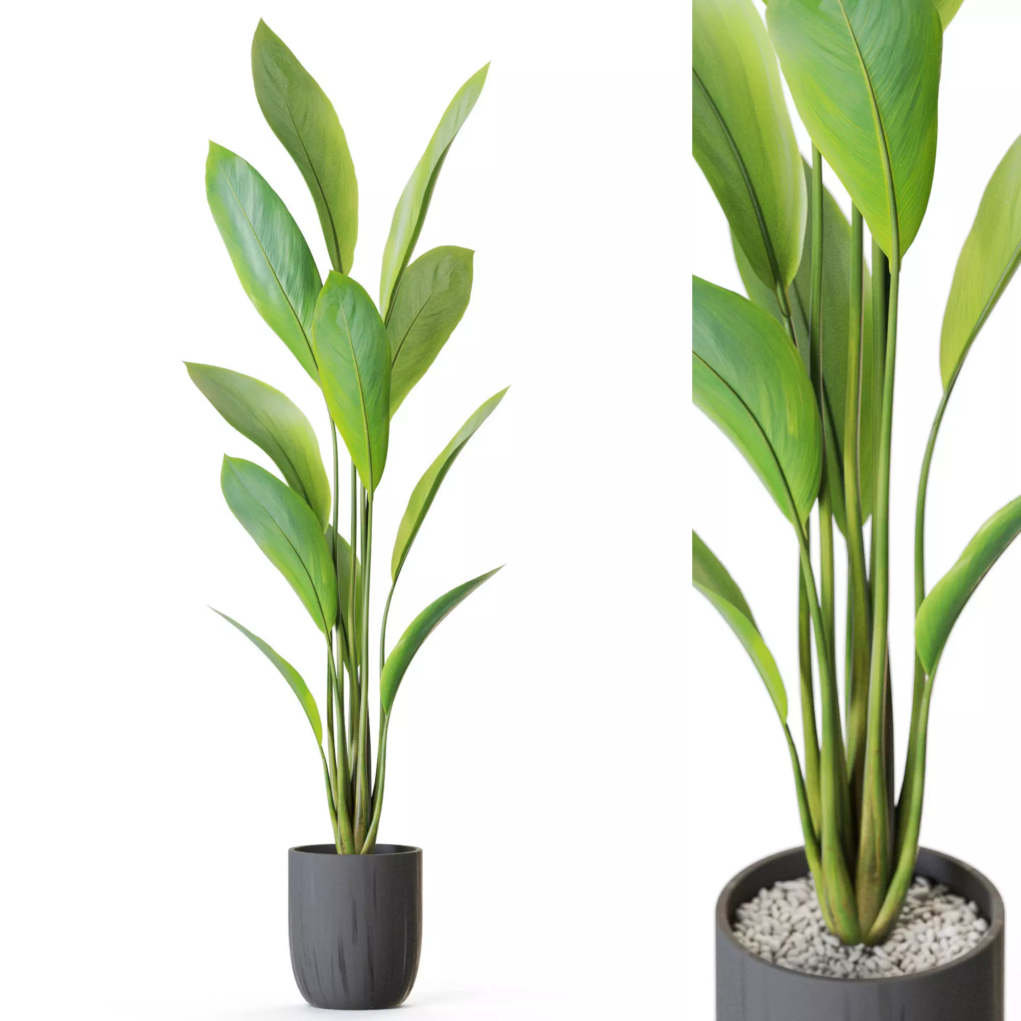 Plant 1214 3D model_0