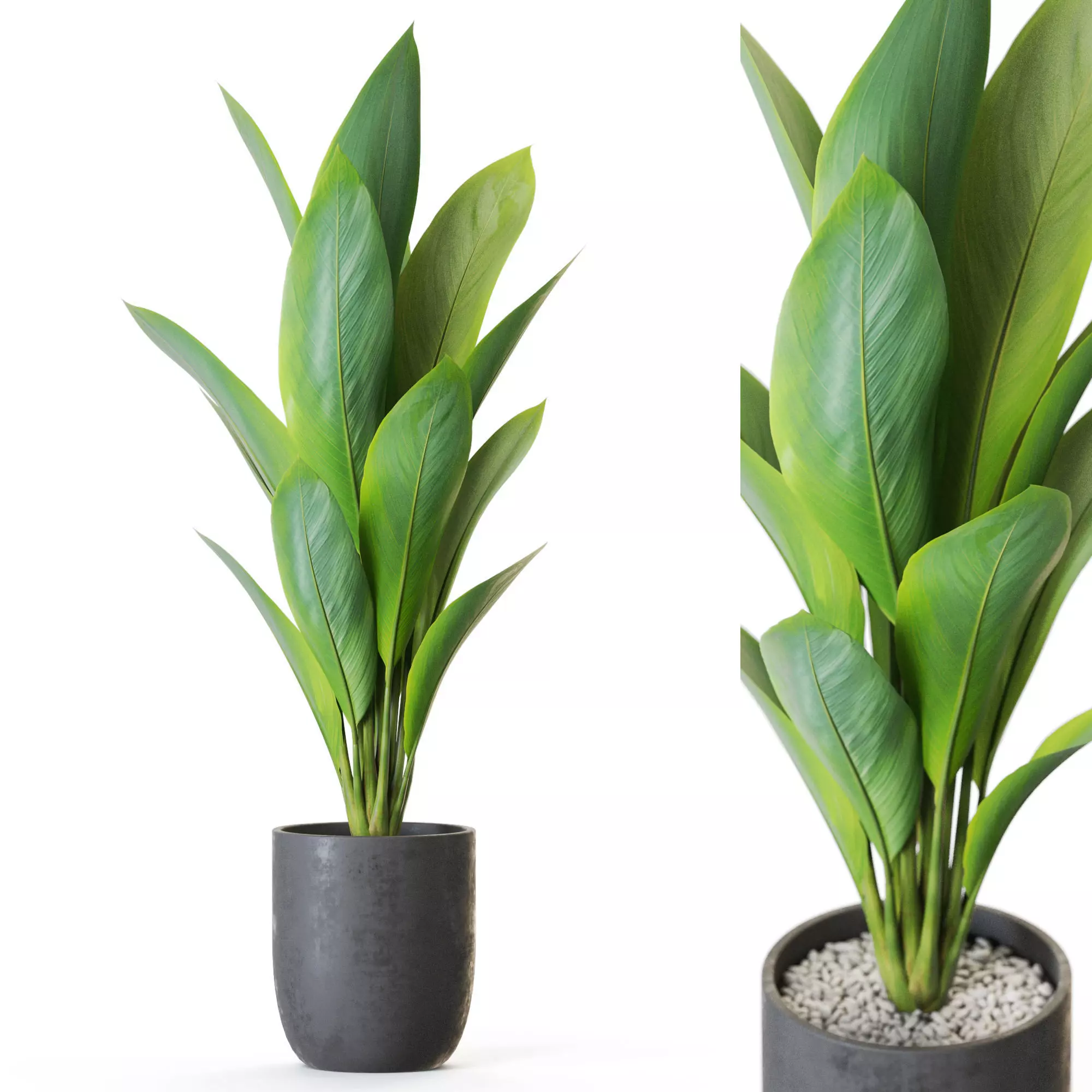 Plant 1215 3D model_0