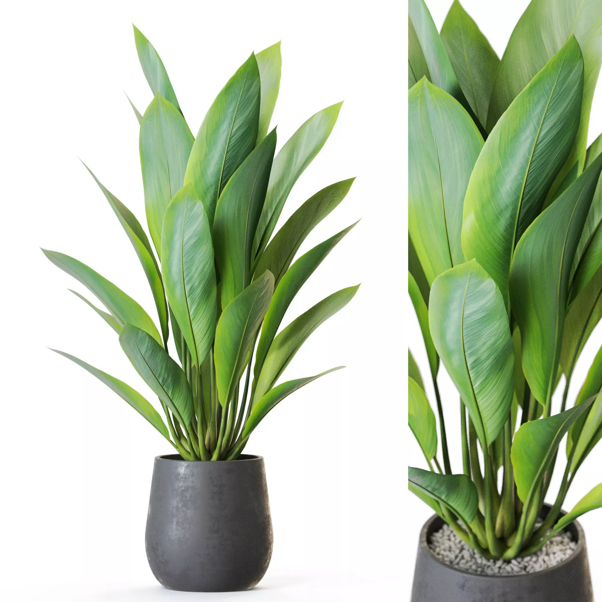  Plant 1216 3D model_0