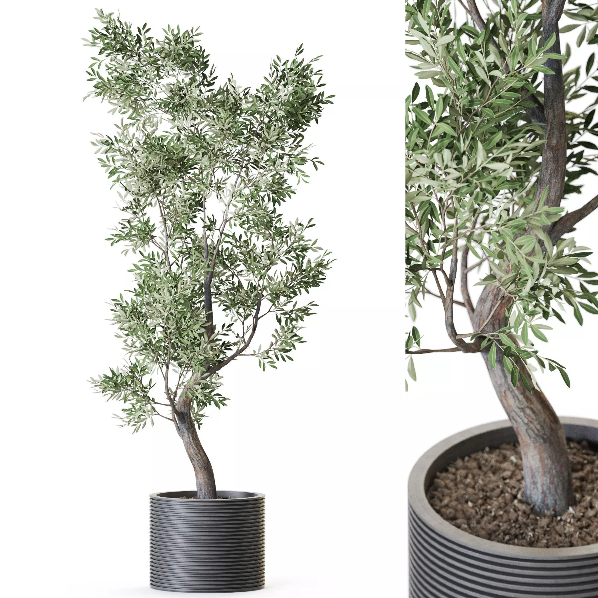 Plant 1219 3D model_0