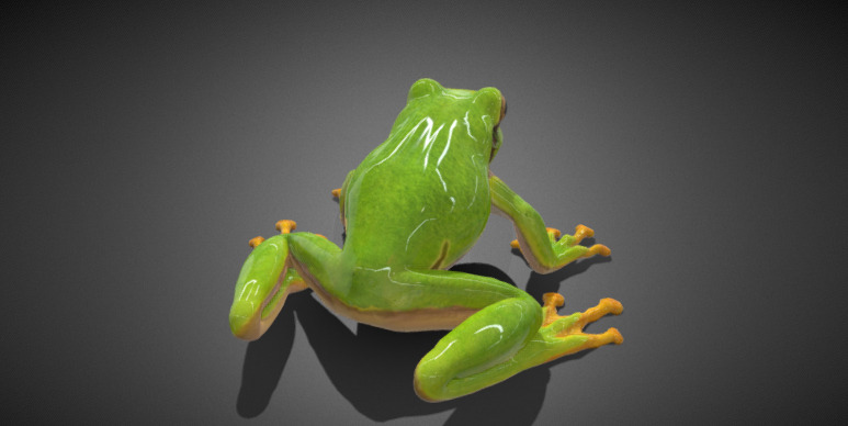3D frog Model 3D model_2