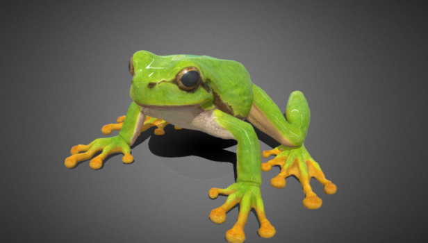 3D frog Model 3D model_5
