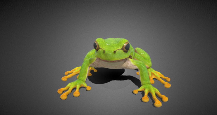 3D frog Model 3D model_4