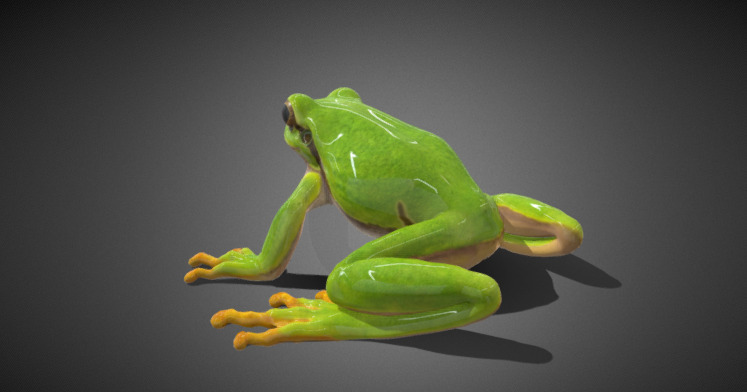 3D frog Model 3D model_1