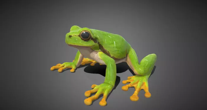 3D frog Model 3D model_0