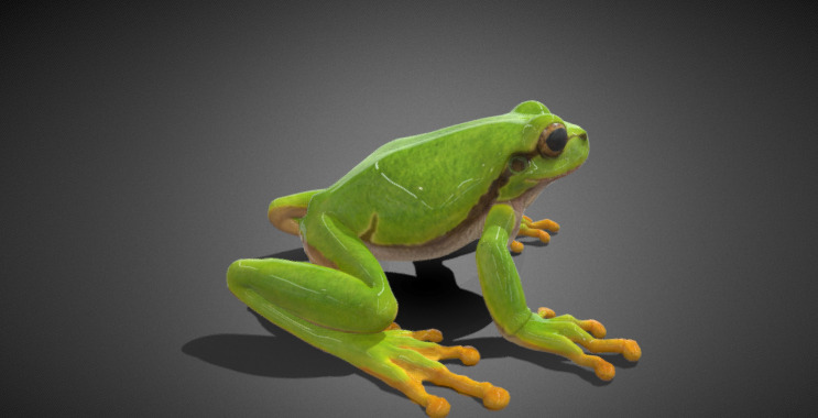 3D frog Model 3D model_3