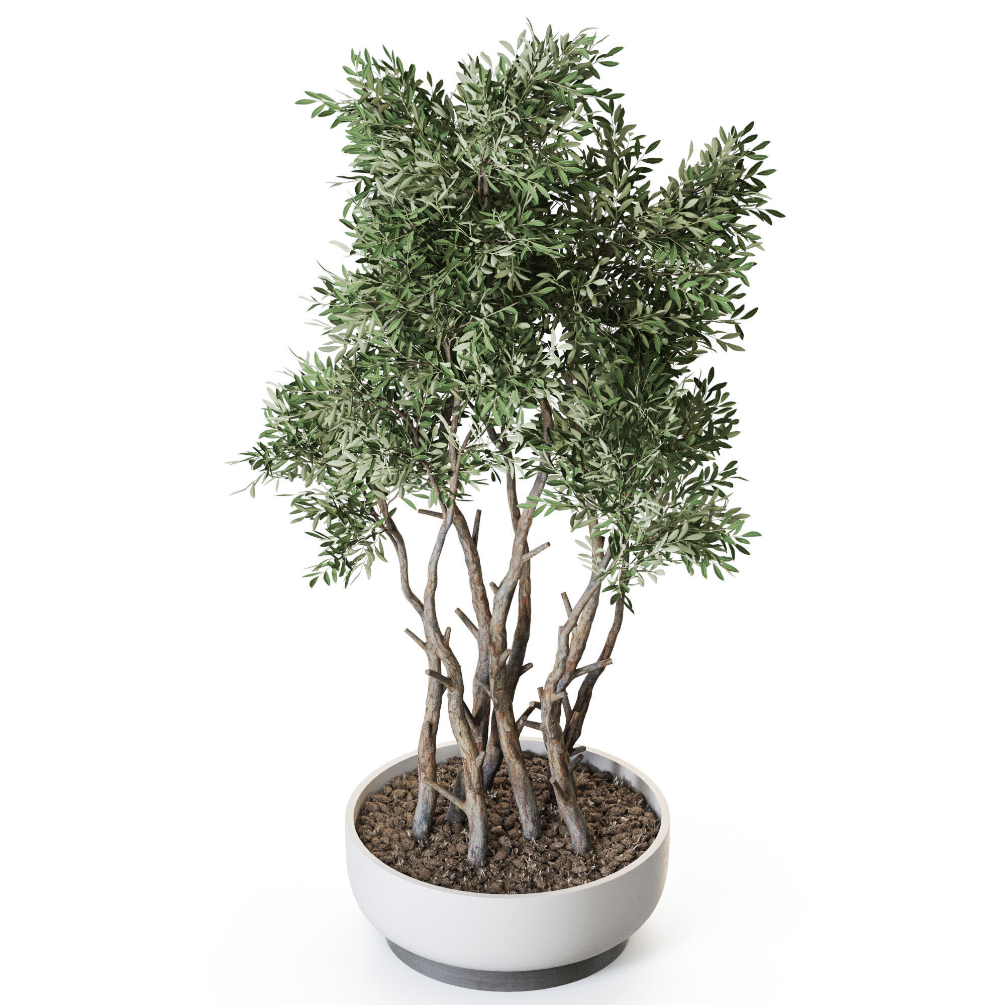 Plant 1223 3D model_3