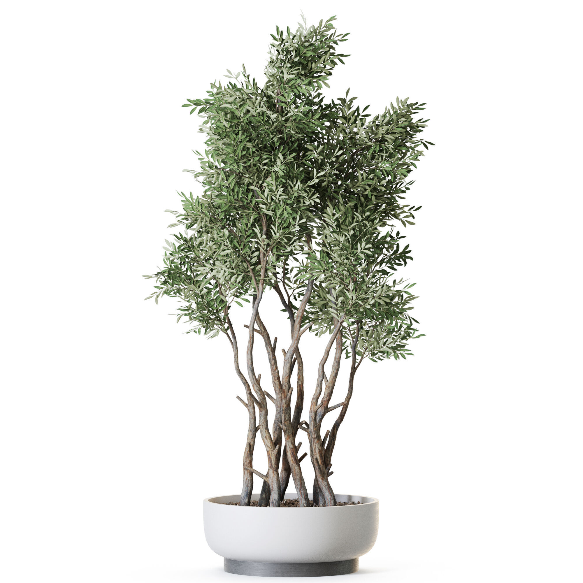 Plant 1223 3D model_1