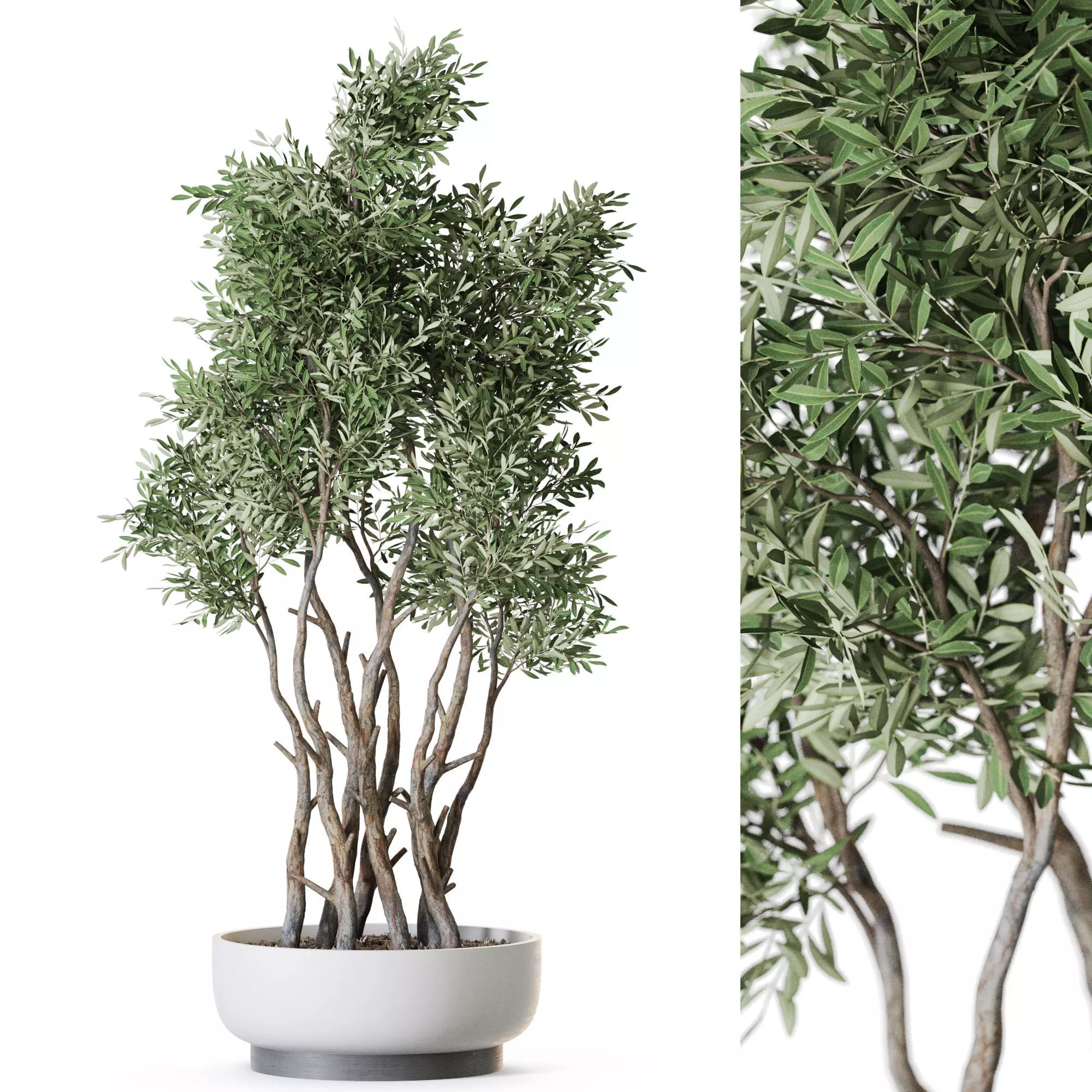 Plant 1223 3D model_0