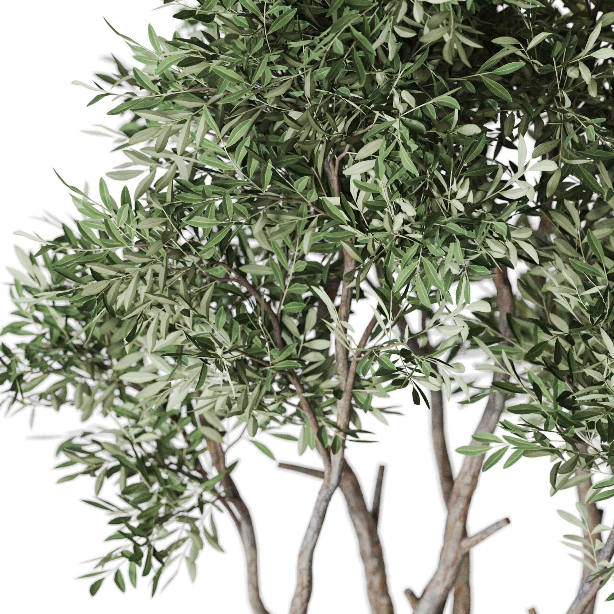 Plant 1223 3D model_2