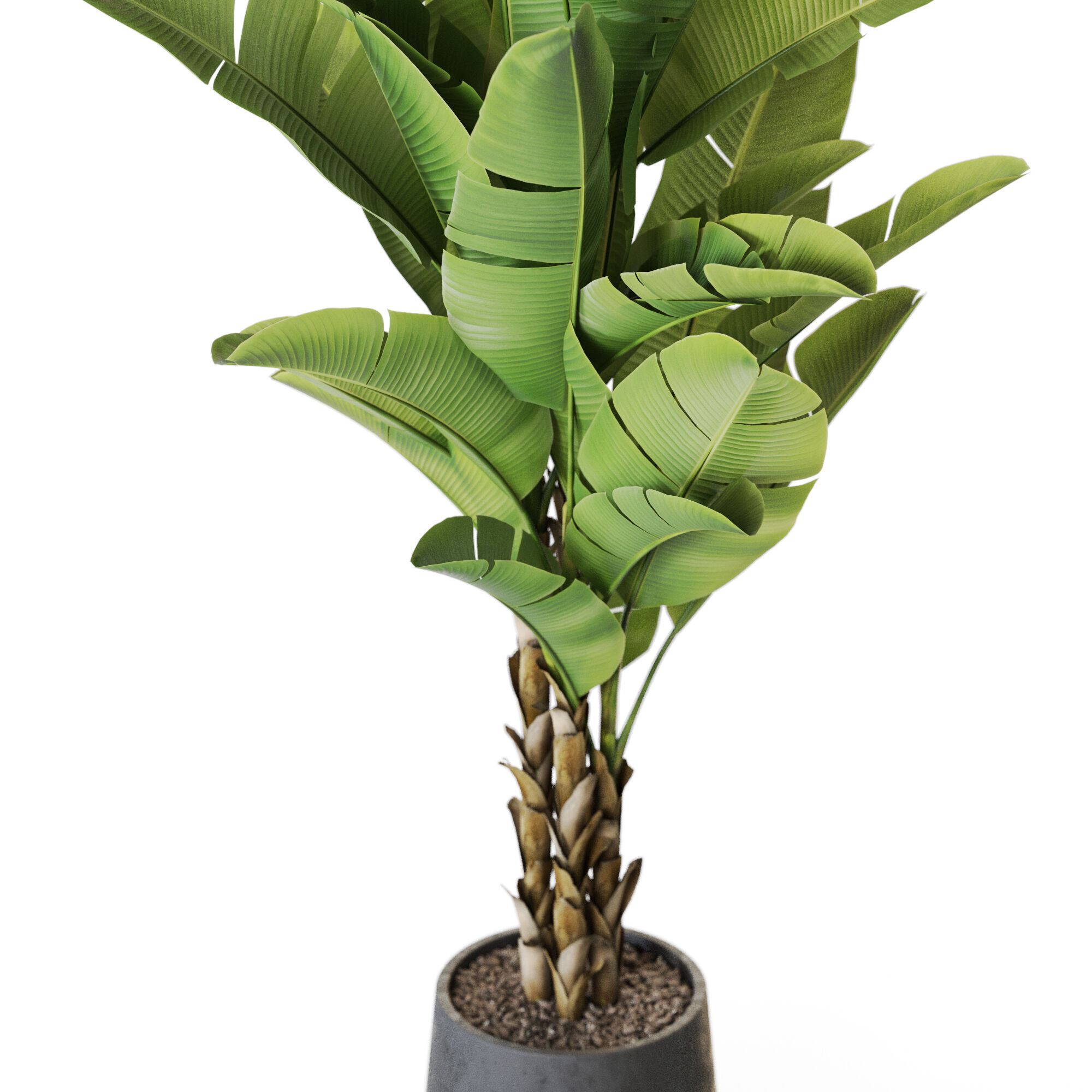 Plant 1225 3D model_2