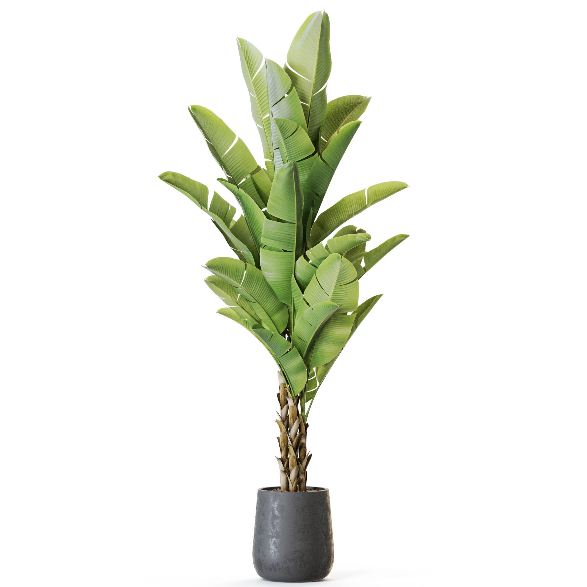 Plant 1225 3D model_1