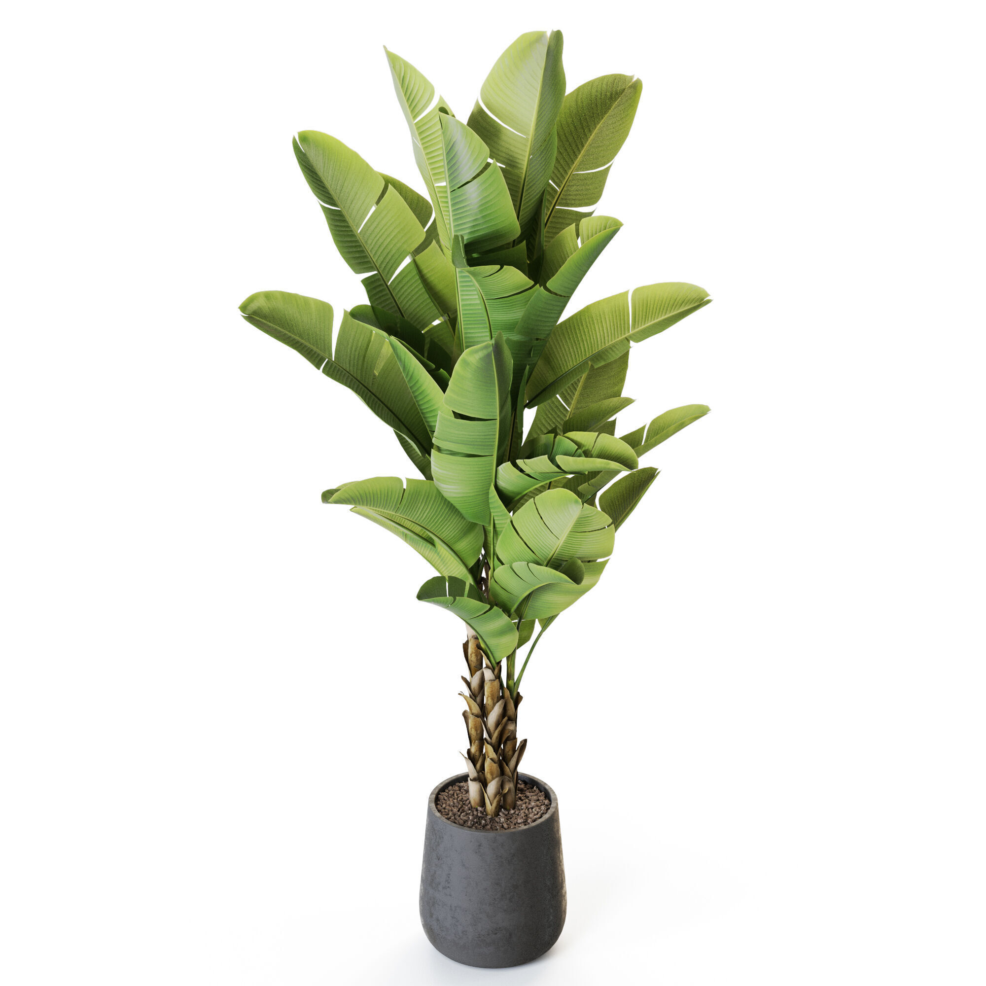 Plant 1225 3D model_3