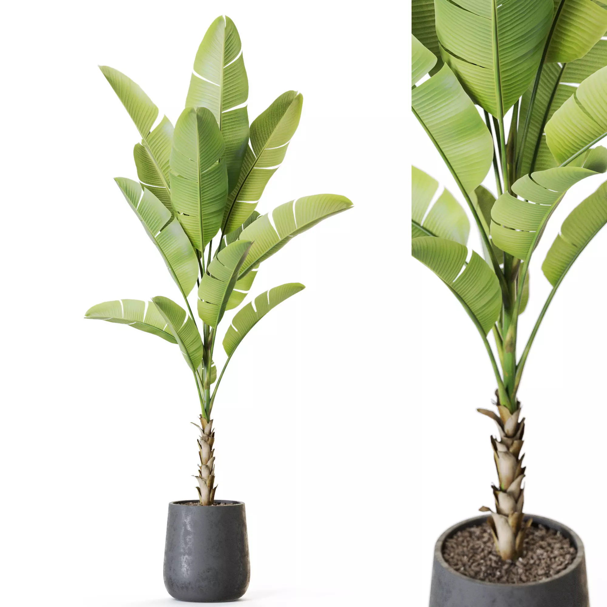 Plant 1226 3D model_0