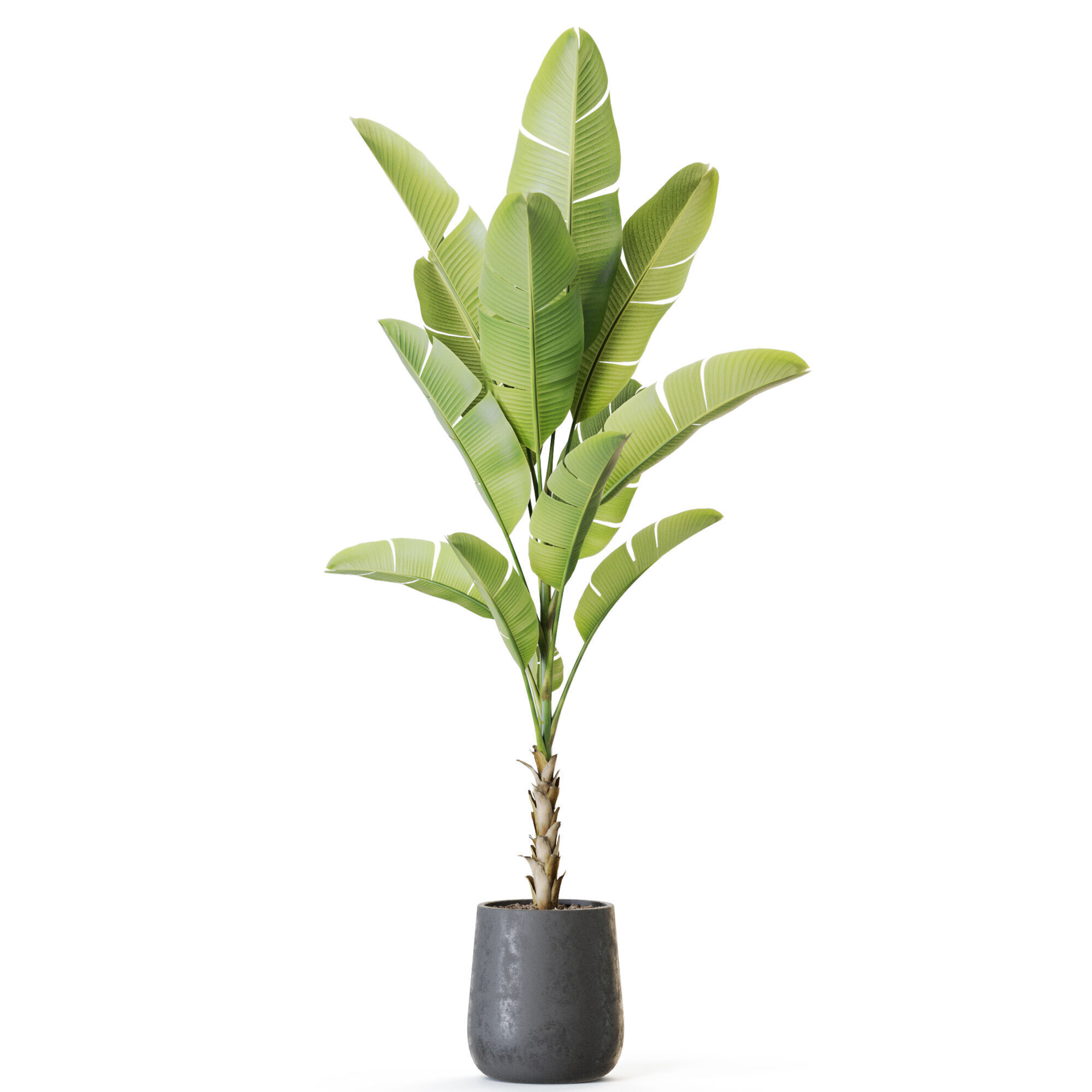 Plant 1226 3D model_1