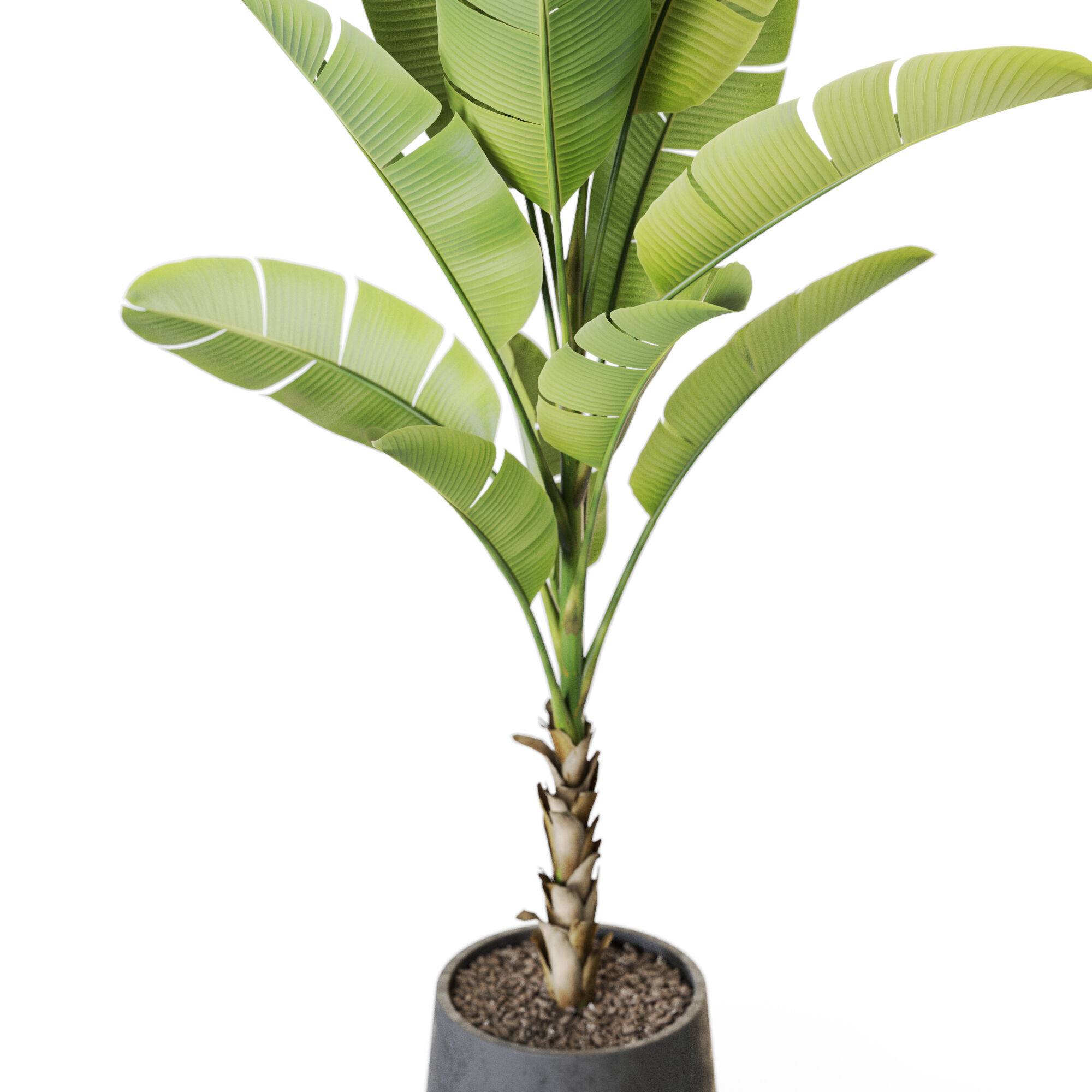 Plant 1226 3D model_2