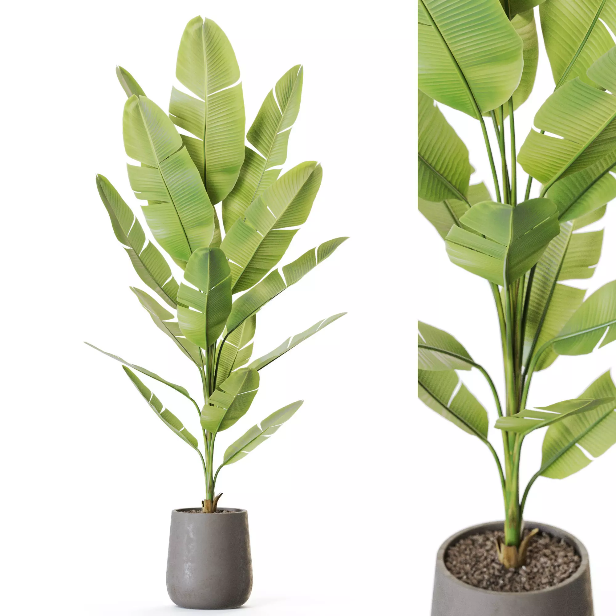 Plant 1227 3D model_0