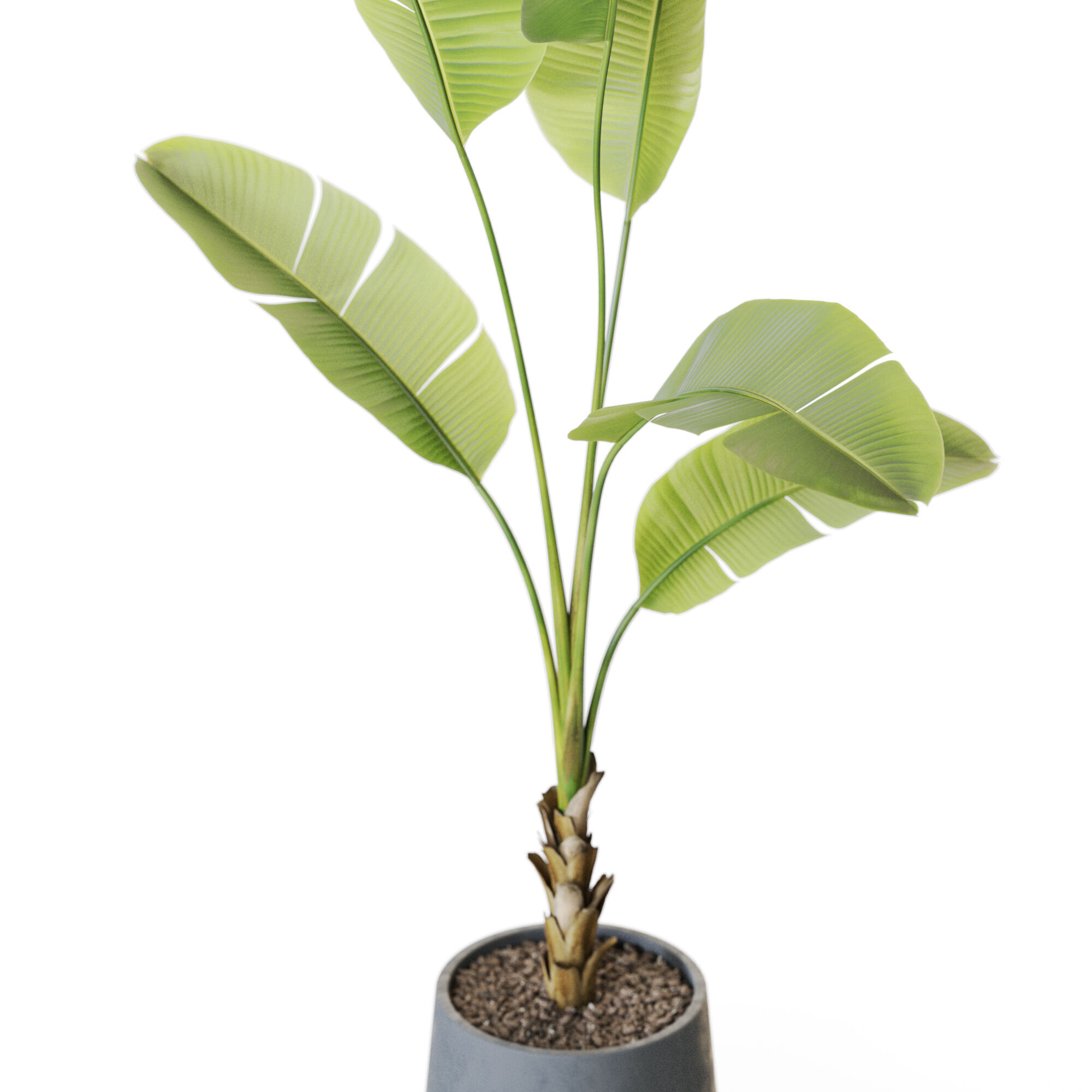 Plant 1228 3D model_2