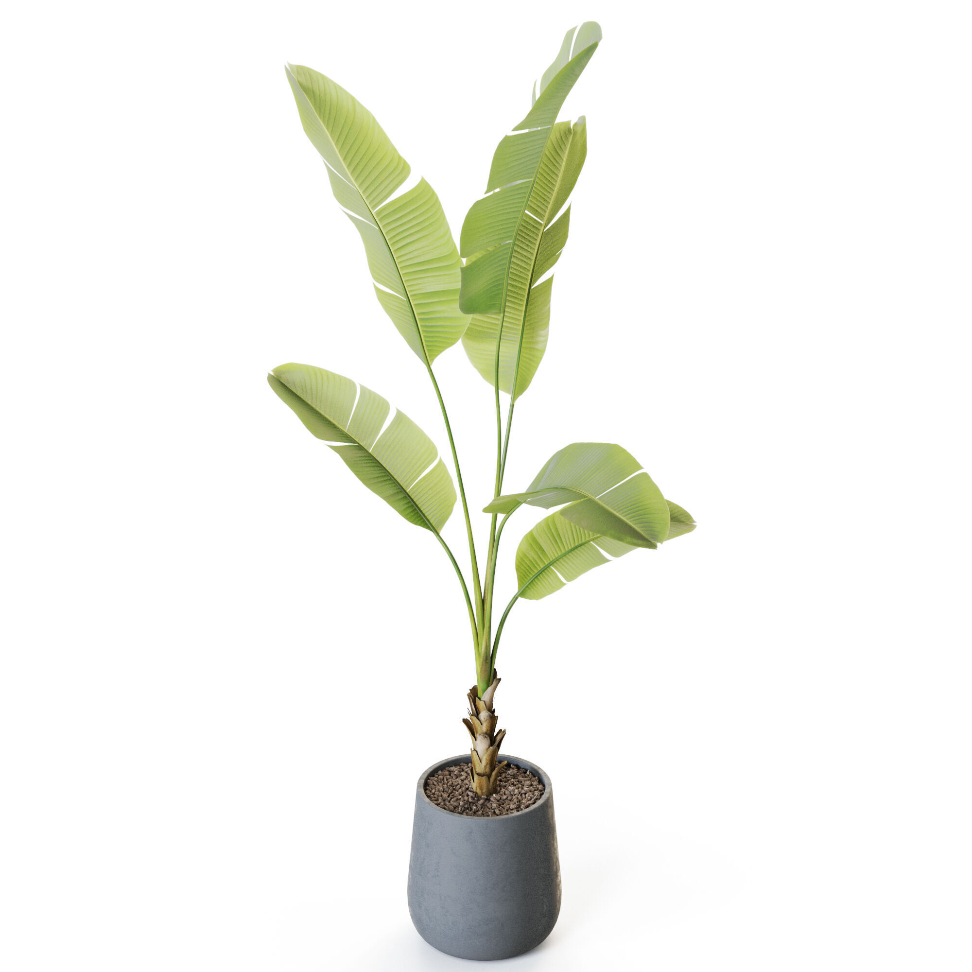 Plant 1228 3D model_3