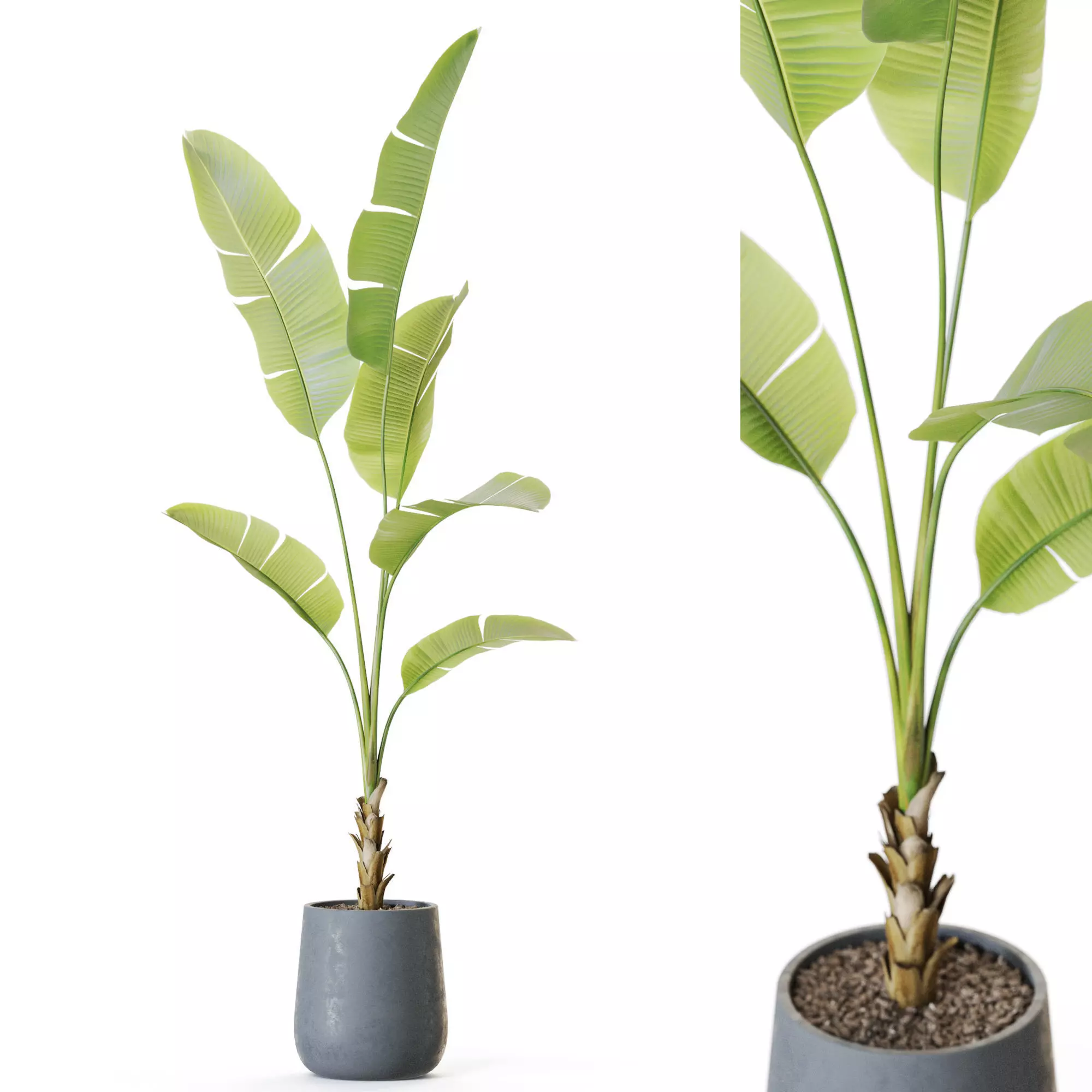 Plant 1228 3D model_0