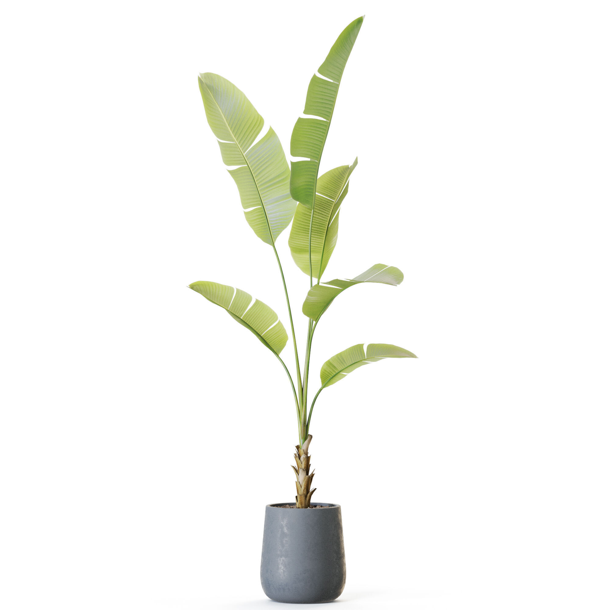 Plant 1228 3D model_1