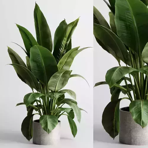 ficus plants - indoor plant set 469
