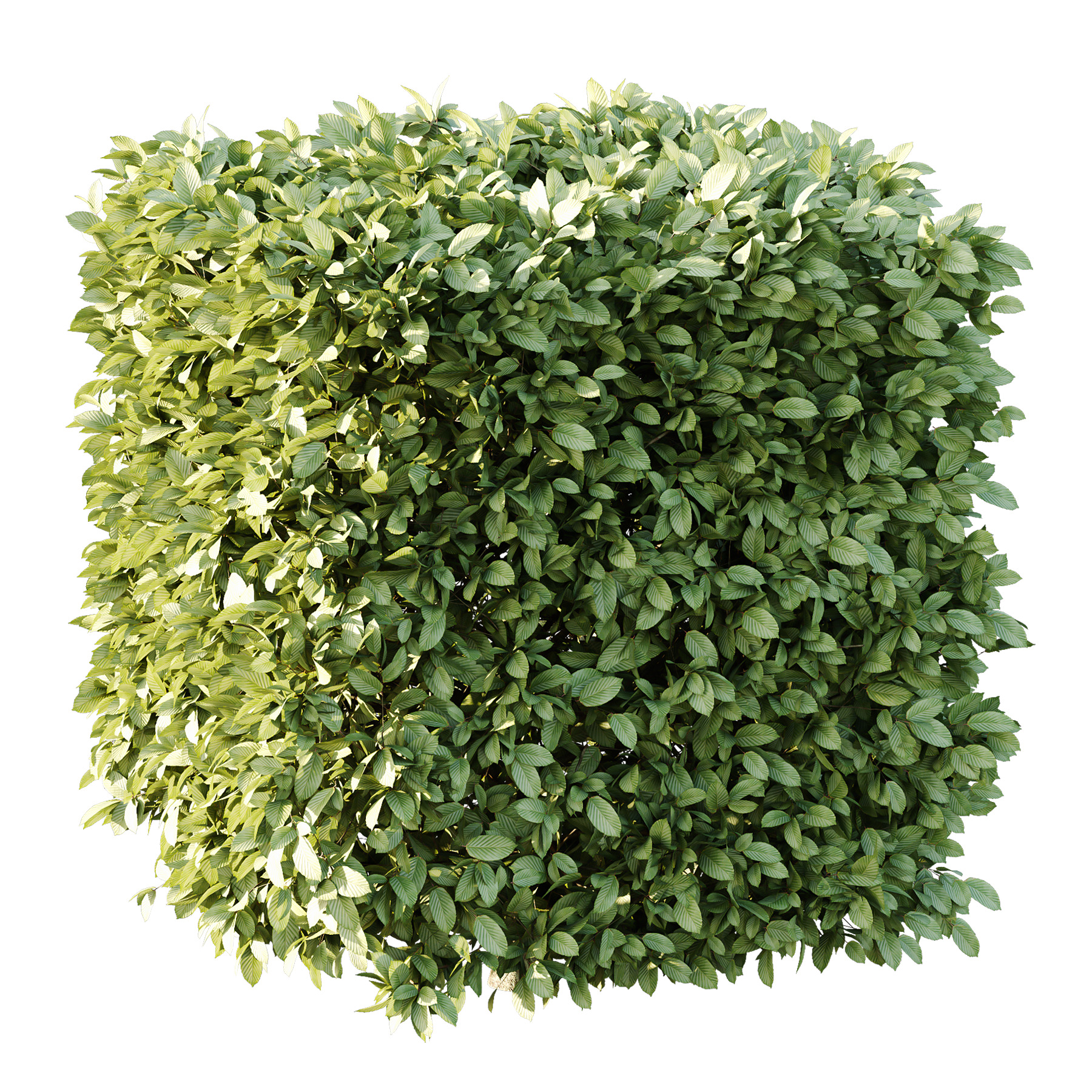Carpinus Betulus Bush 01 3D model_1
