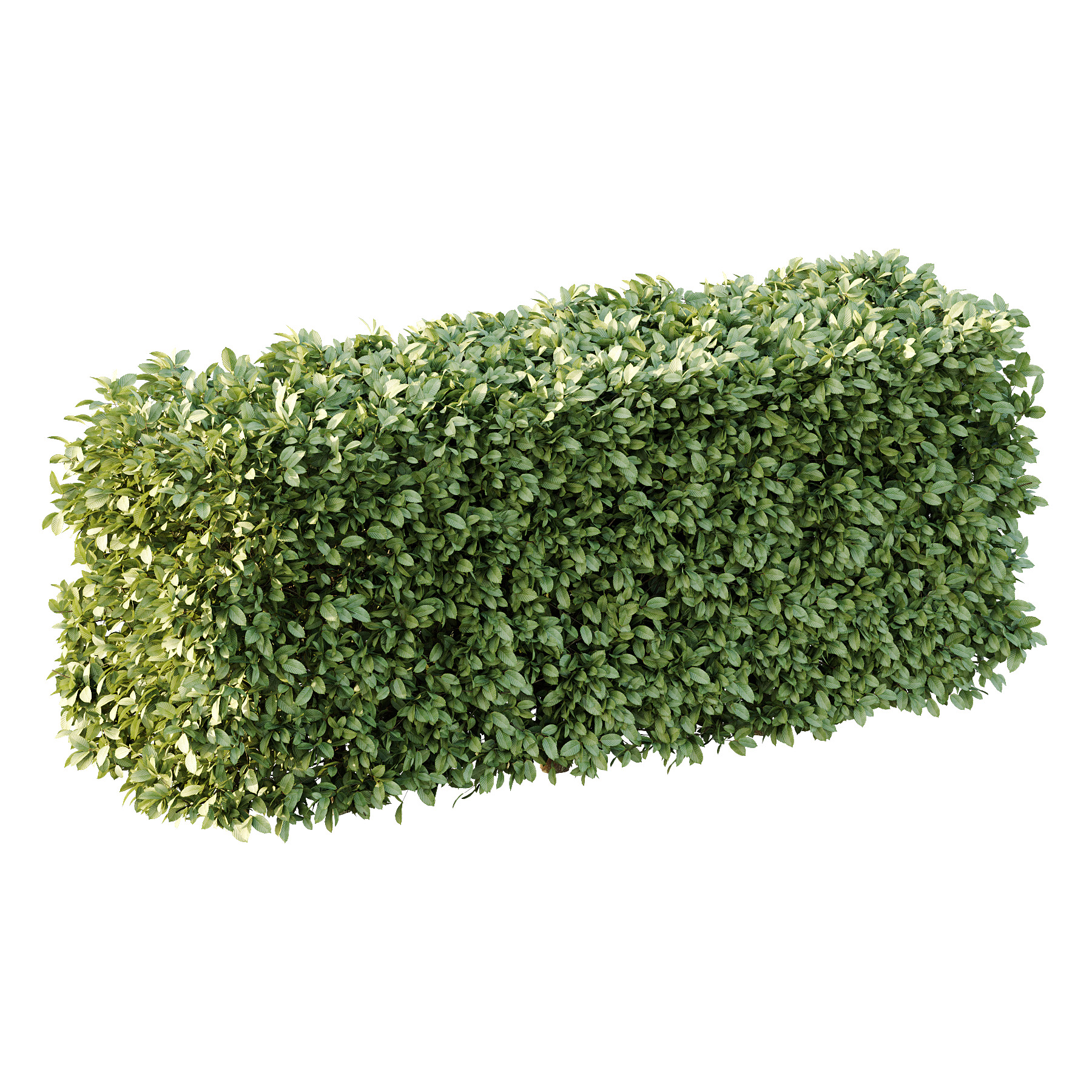 Carpinus Betulus Bush 01 3D model_3