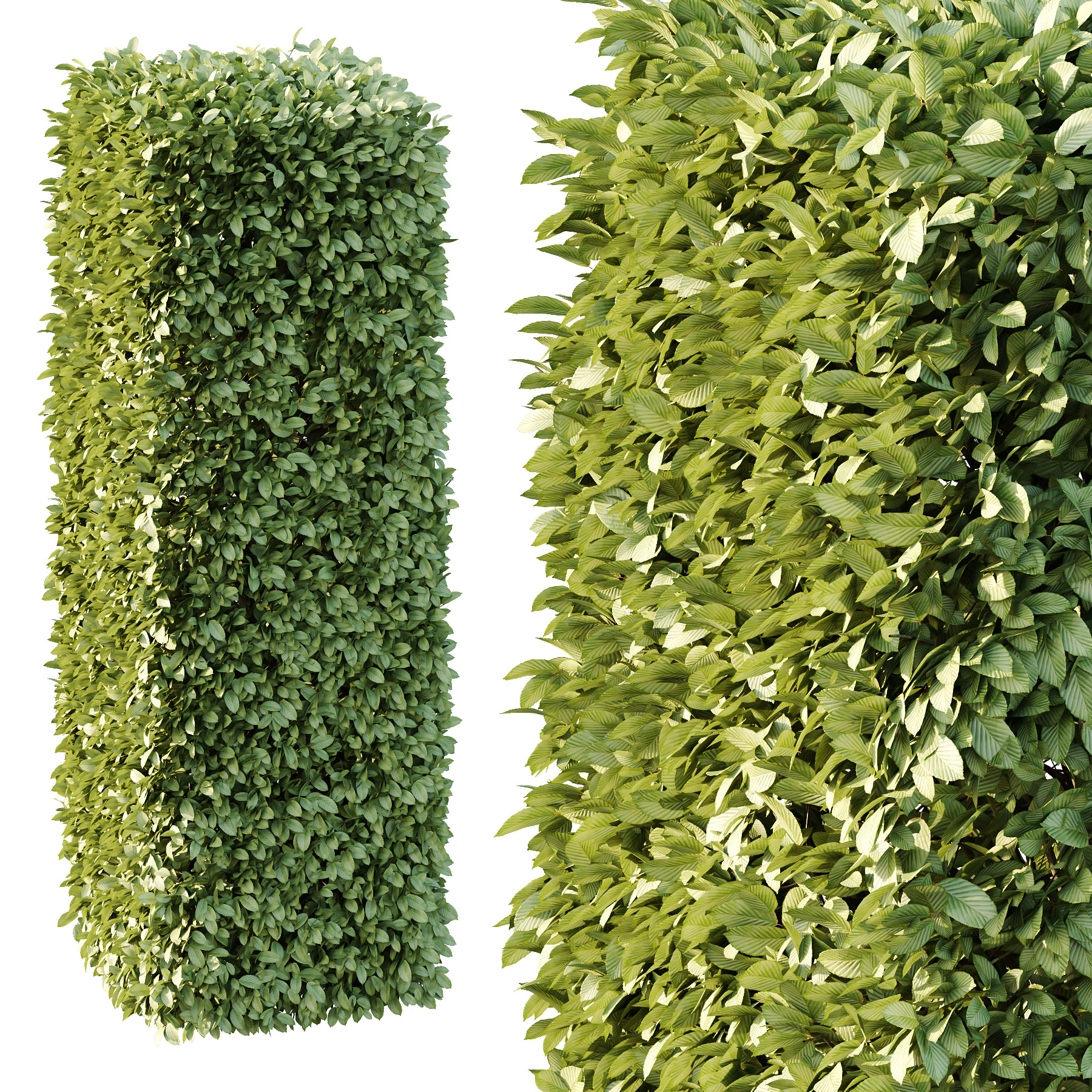 Carpinus Betulus Bush 01 3D model_2