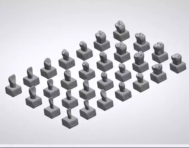 A set of 28 individual tooth models for dental purposes 3D print model