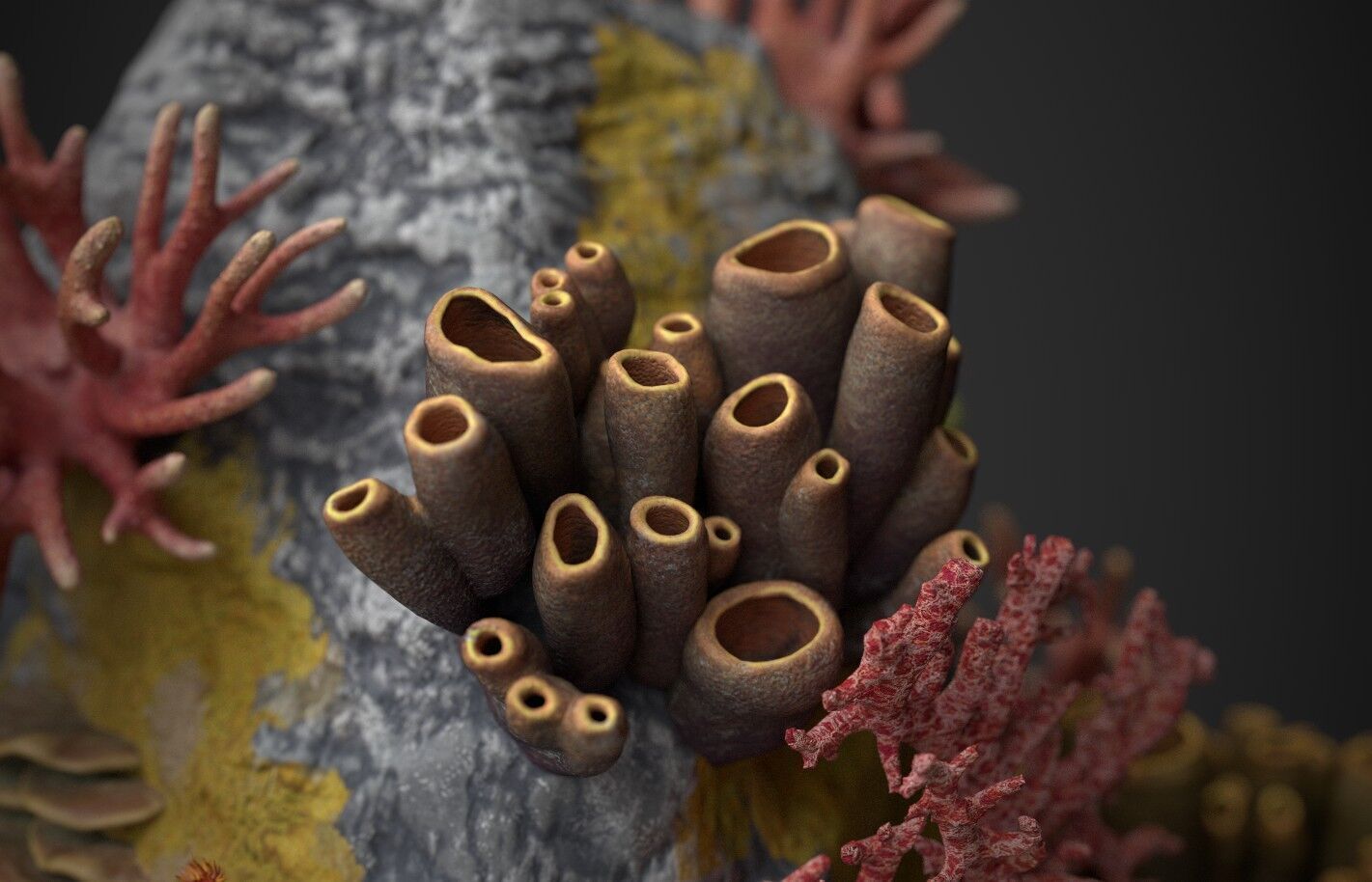 Coral reef 3D model_11