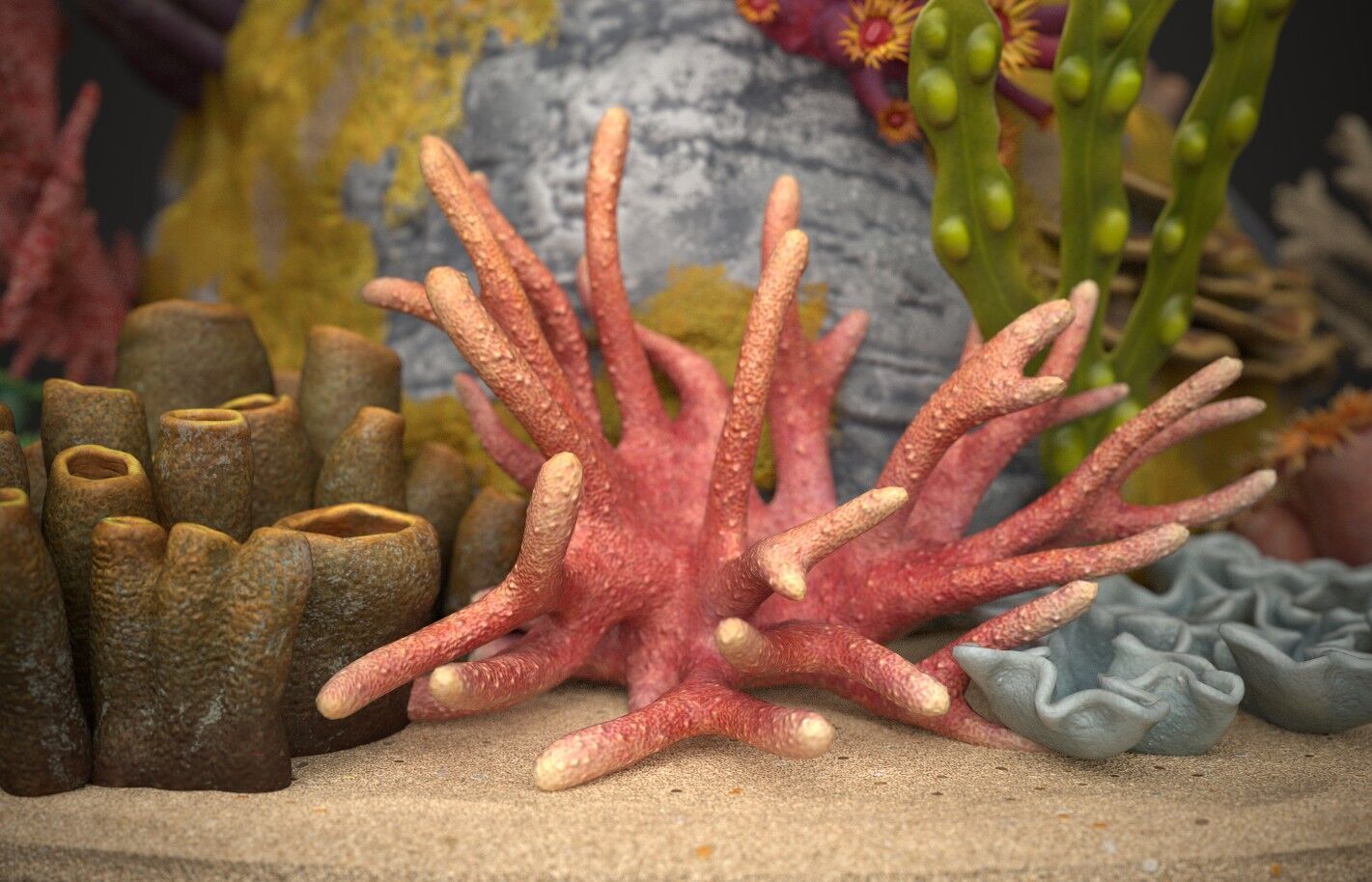 Coral reef 3D model_9