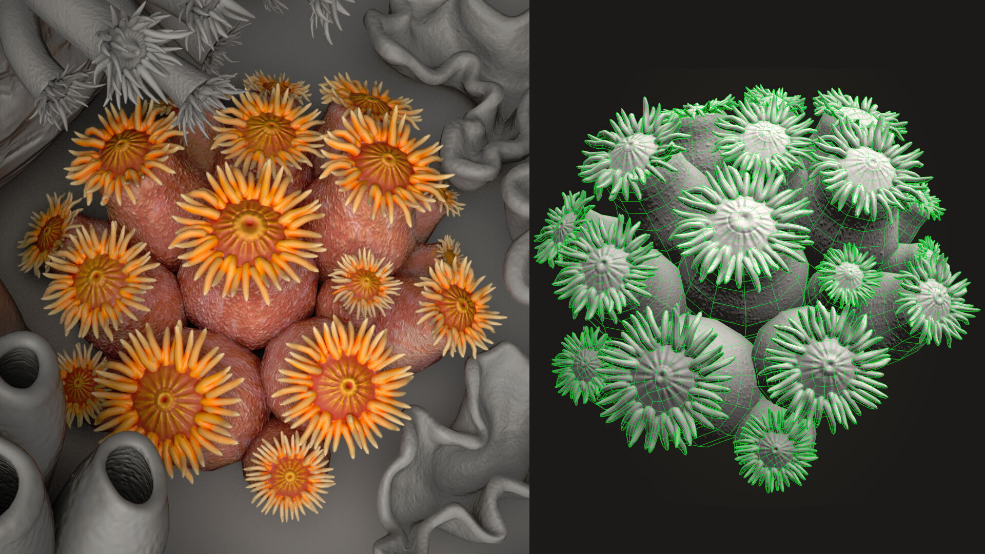 Coral reef 3D model_15