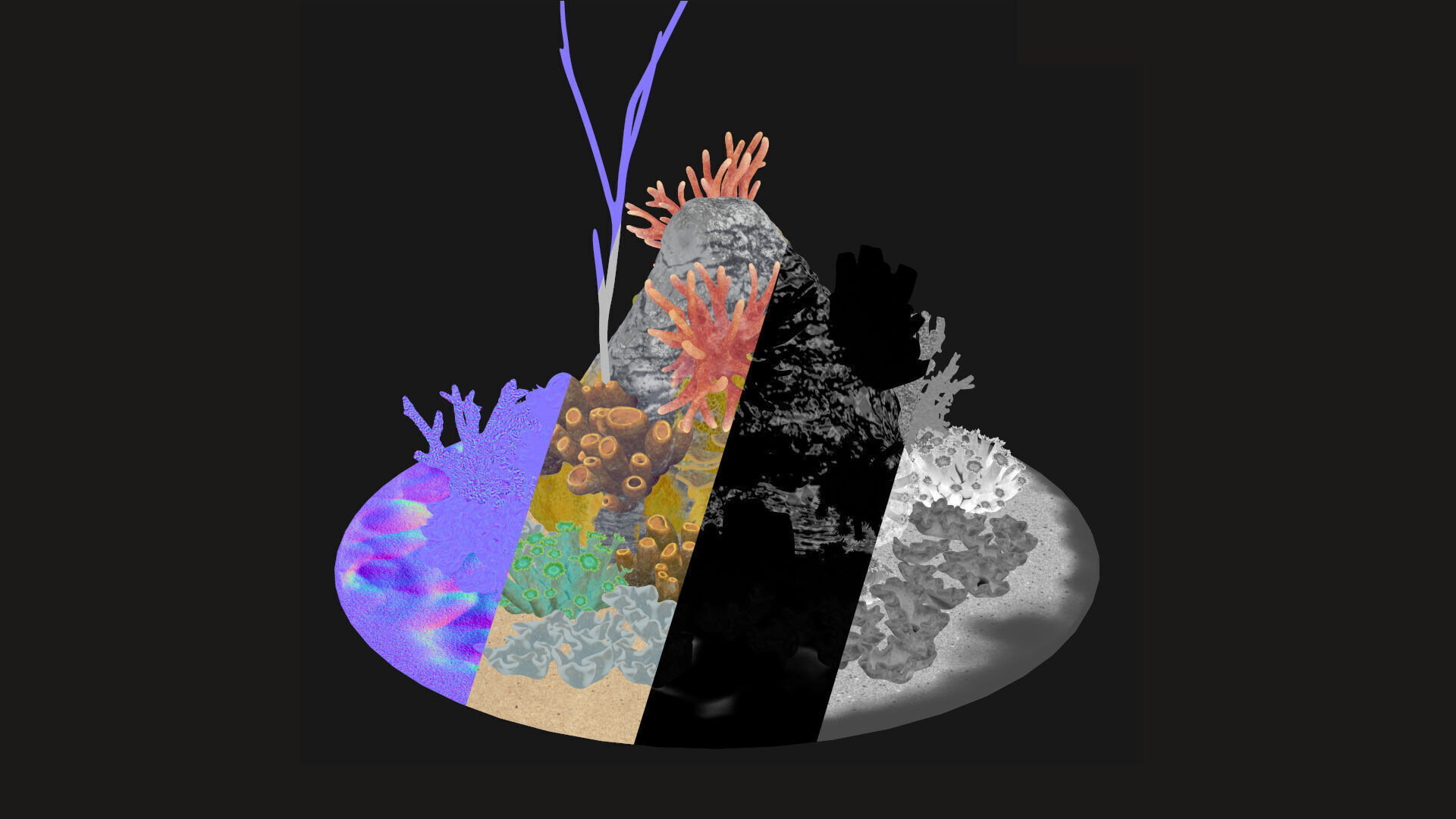 Coral reef 3D model_26