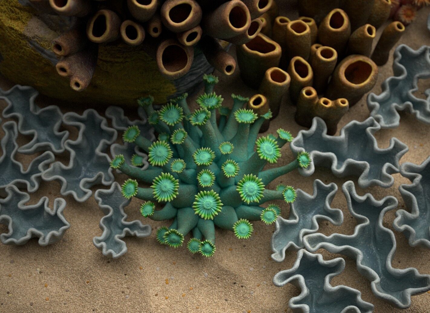 Coral reef 3D model_5